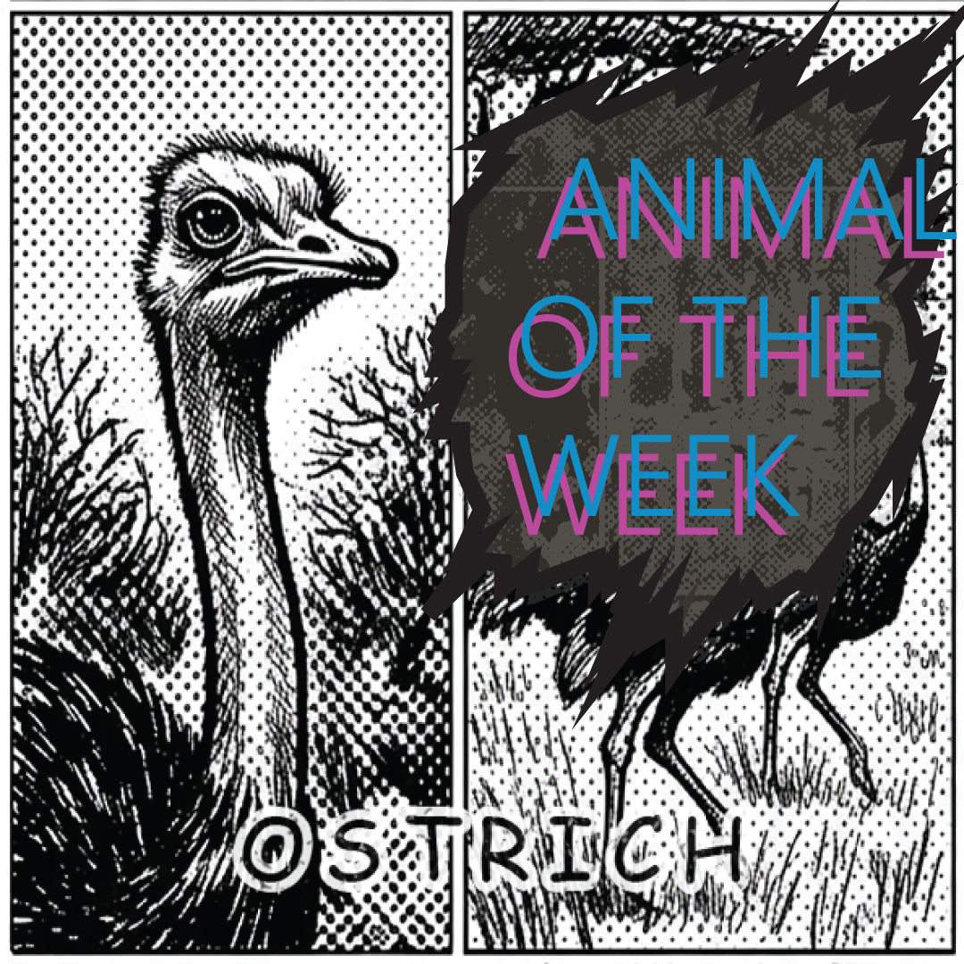Animal of the Week-OSTRITCH