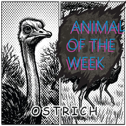 Animal of the Week-OSTRITCH