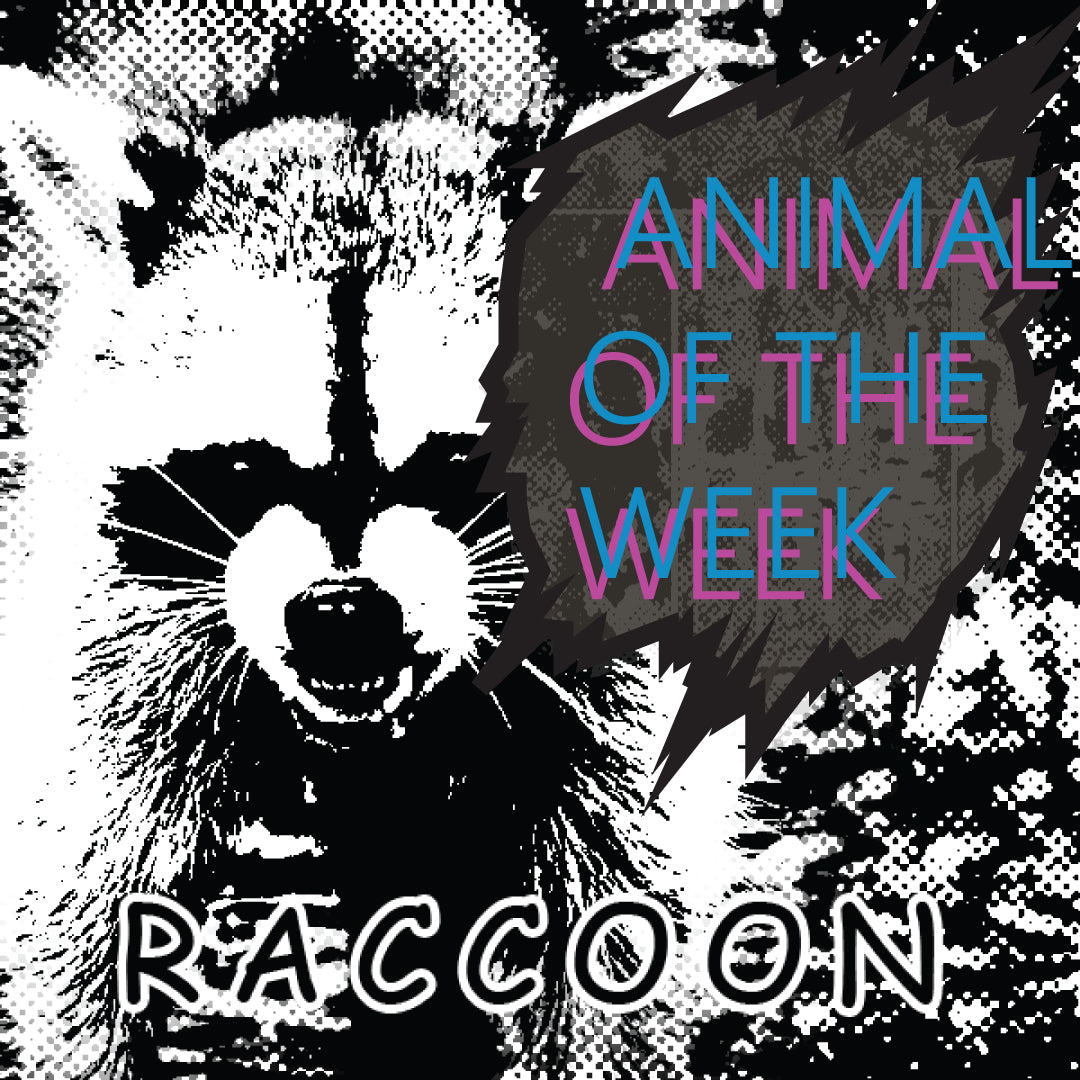 RACCOON -Animal of the Week