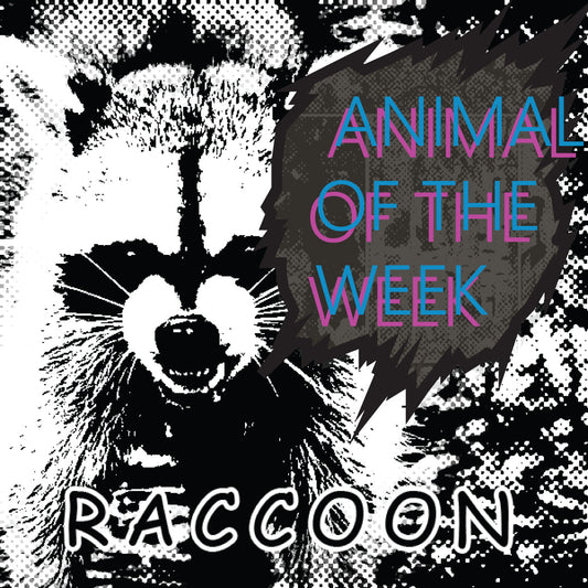 RACCOON -Animal of the Week