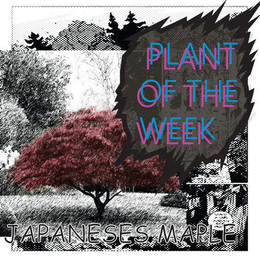 Japanese Maple- Plant of the Week
