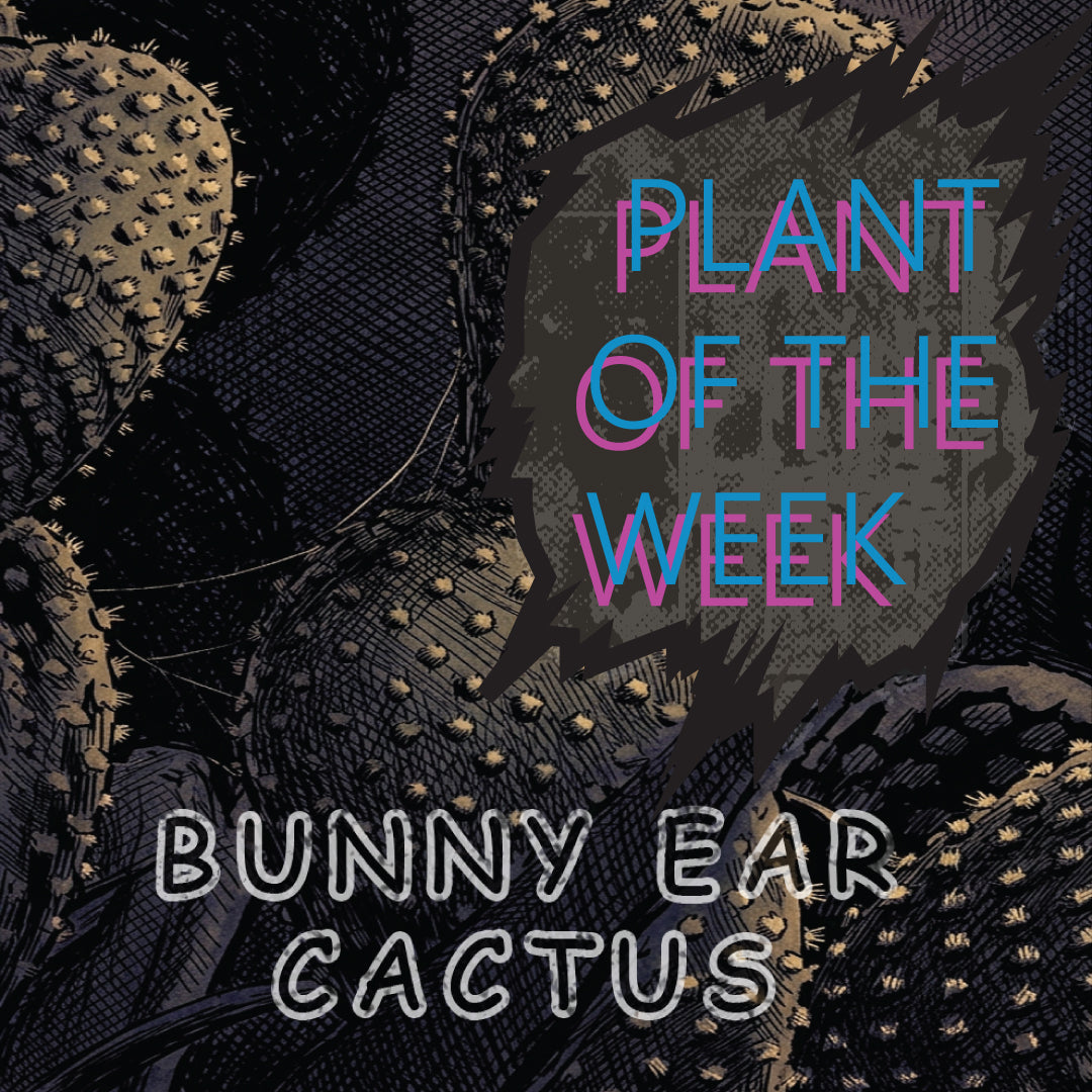 Bunny eared cactus-Plant of the week