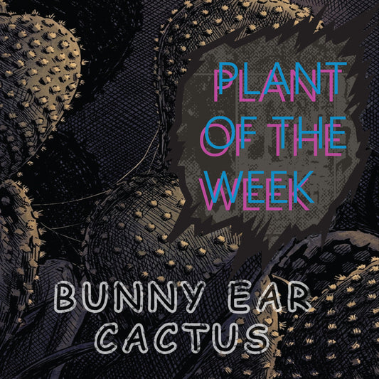 Bunny eared cactus-Plant of the week